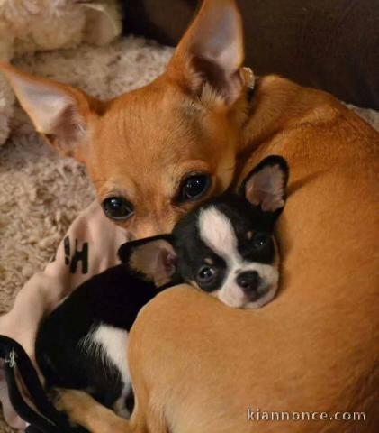 Je donne chiot chihuahua femelle 