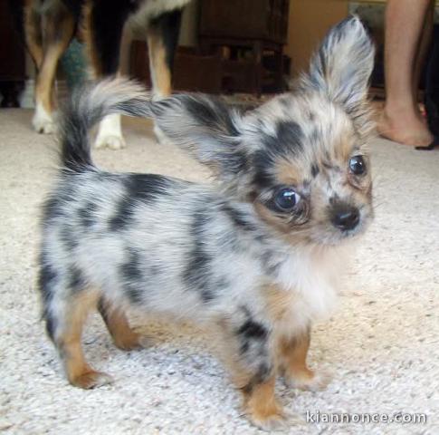 chiots chihuahua mâle a donner 
