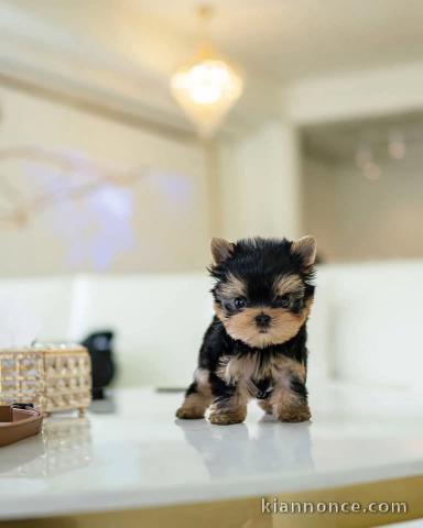 Adoption chiot Yorkshire femelle 