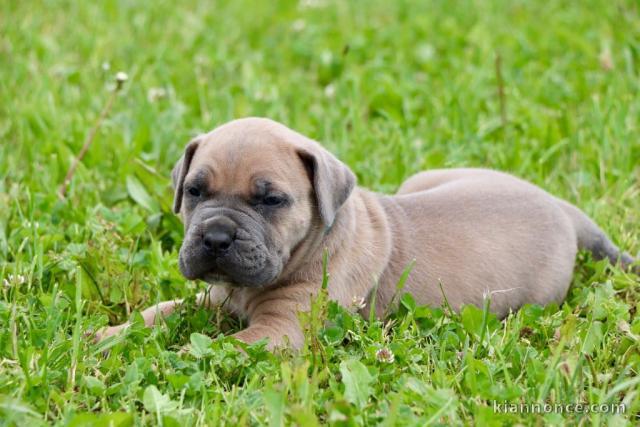 Bébé chiot Cane corso a donner 