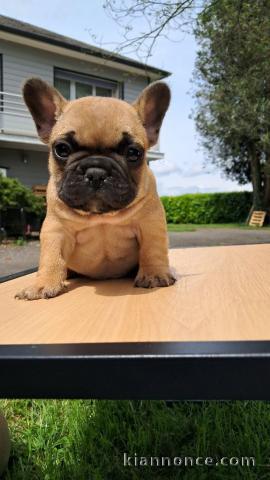 Je donne chiot bulldog français mâle 