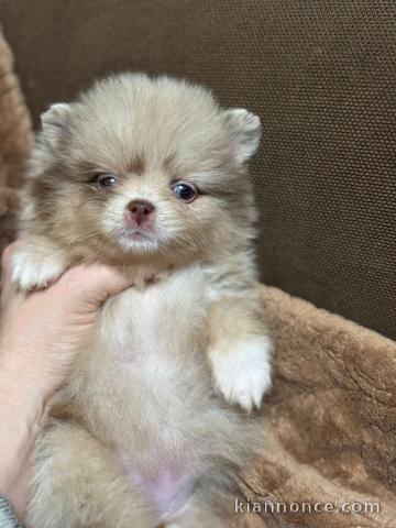Chiots spitz nain disponible 