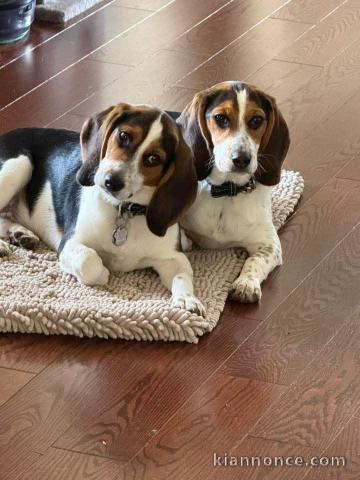 Bébé chiot beagle disponible 