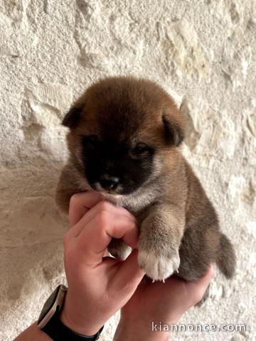 Chiots Shiba a donné 