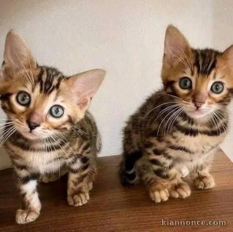 Bengal a donner disponible 