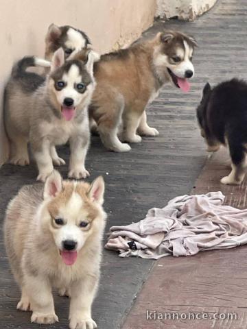 Chiots husky sibérien a donner 