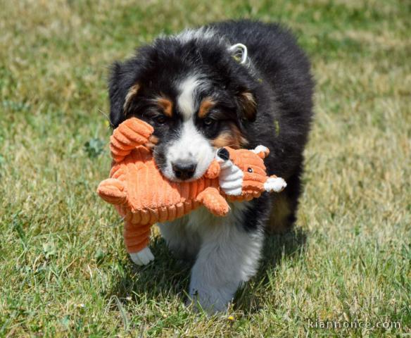 Je donne chiot berger australien 