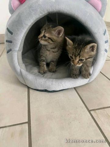 Chaton disponible à adopter 