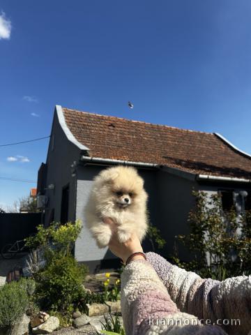 Chiots Spitz Nain (Pomeranian)