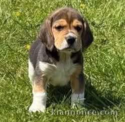 chiot beagle à donner 