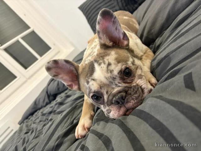 chiots bouledogue français à donner 