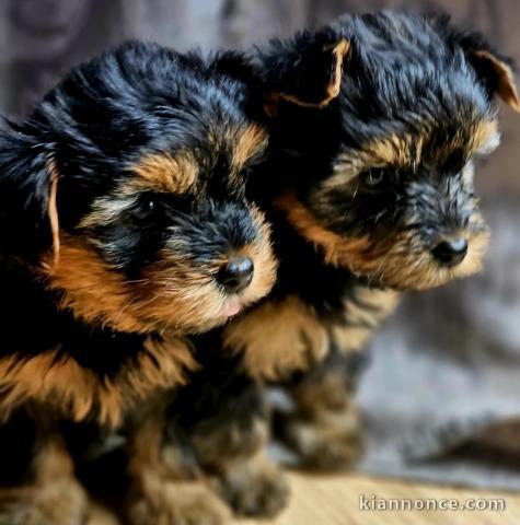 Je donne chiot York disponible 