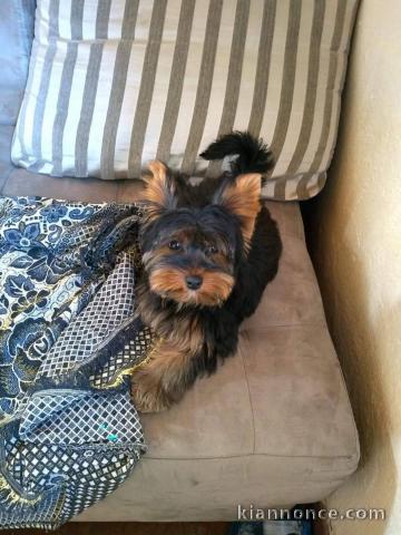 Je donne chiot York toy mâle 