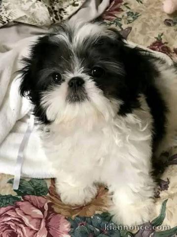 Chiots Shih Tzu à donner 