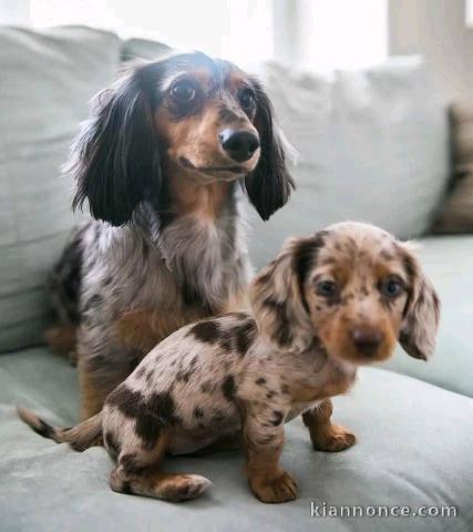 chiots Teckel à donner 