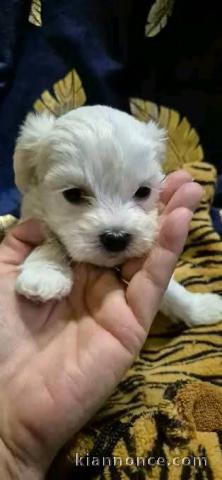 Bébé chiot bichon frisé a donner 