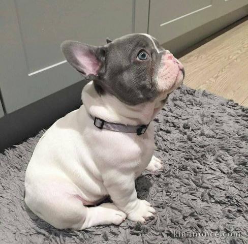 chiots bouledogue français femelle a donner 