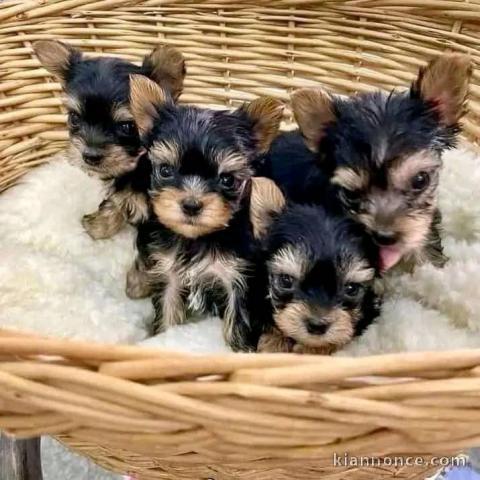 Dons chiot Yorkshire terrier femelle disponible 