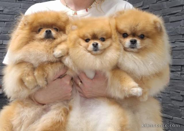 Adoption chiot spitz nain 