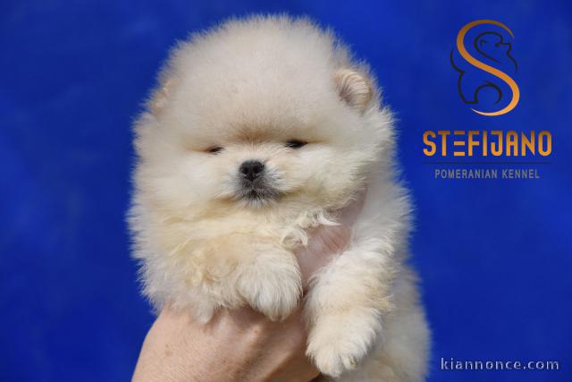 Bébés oursons Pomeranian BOO, Chiots Spitz Nain