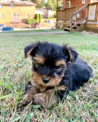 Je donne chiot York disponible mâle 