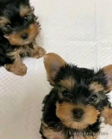 Adoption chiot Yorkshire disponible 