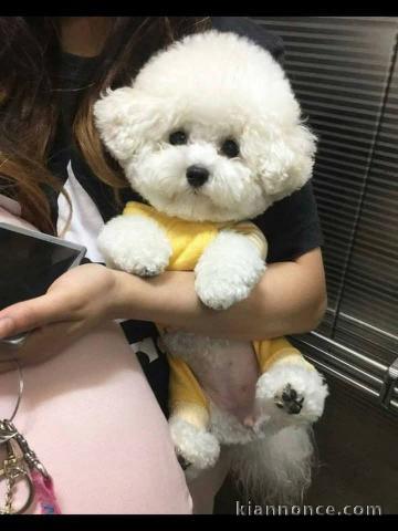 Je donne chiot bichon maltais mâle 