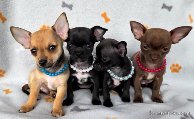 Chiots chihuahua à donner 