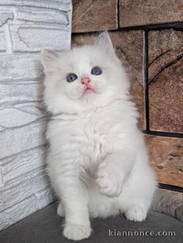 Je donne chaton disponible 