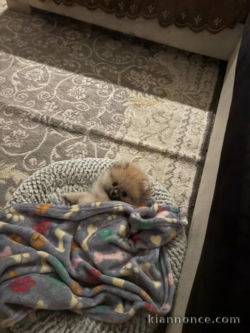 Chiots spitz nain disponible mâle 