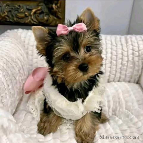Chiots Yorkshire terrier à adopter 