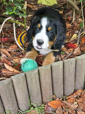 chiot bouvier bernois a donner 