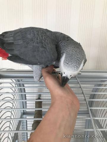Couple perroquet gris du Gabon disponible 