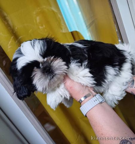 chiots Shih Tzu à donner 
