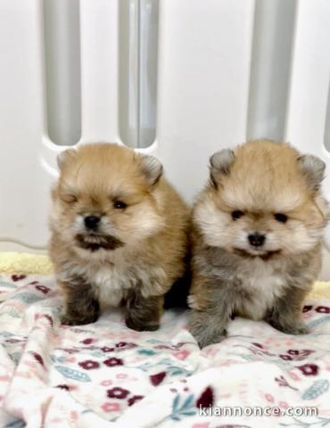 chiot spitz nain Poméranie adorable 