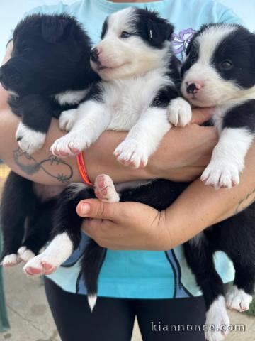 Annonce des chiots border collier 