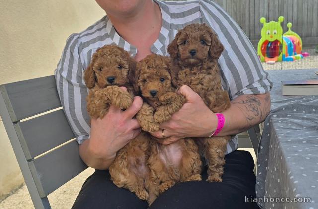 chiots caniche a donner 
