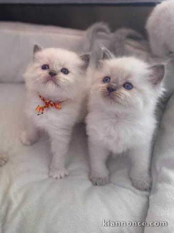 Chaton ragdoll disponible pour adoption 