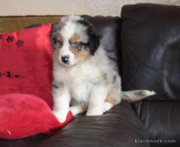 Chiots berger australien disponible 