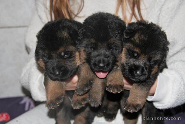 chiots berger allemand disponible pour adoption 