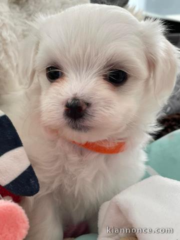 chiots bichon maltais à adopter 