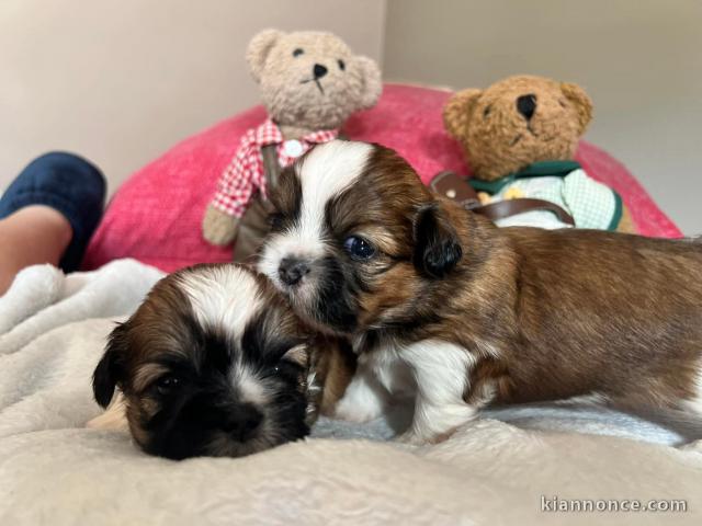 Je donne chiot Shih Tzu disponible 