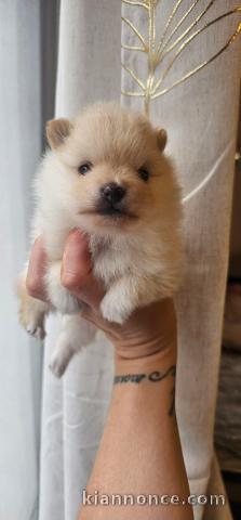 Je donne chiot spitz nain disponible 