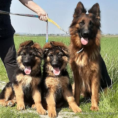 Magnifique chiot berger allemand mâle et femelle 