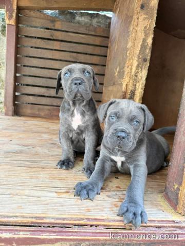 chiots Cane corso à donner 