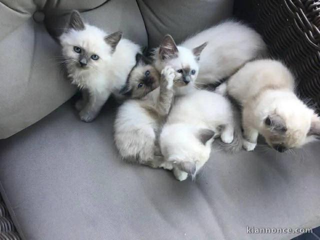 chaton sacré brimanie a donner 