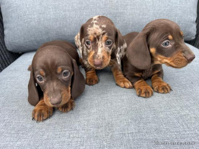 Adoption chiot Teckel alerquin disponible 