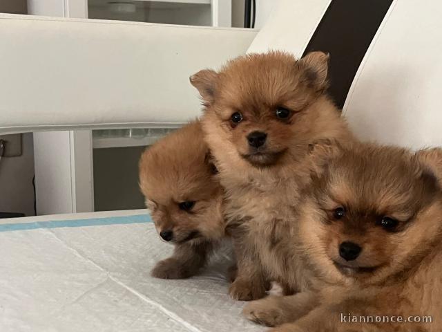 Adoption chiot spitz allemand 