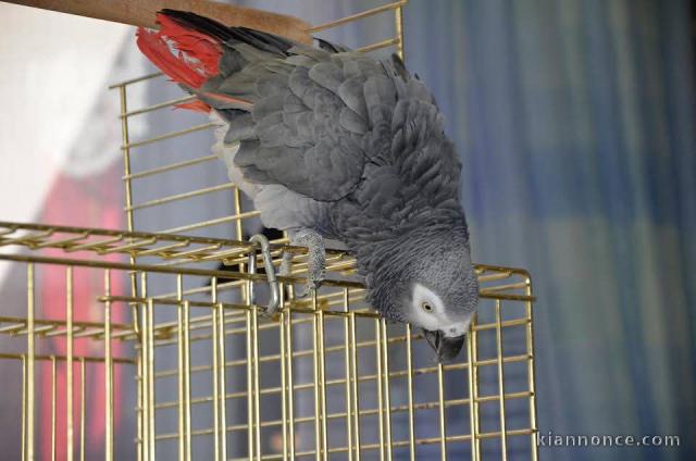 Adopter perroquet gris du Gabon 