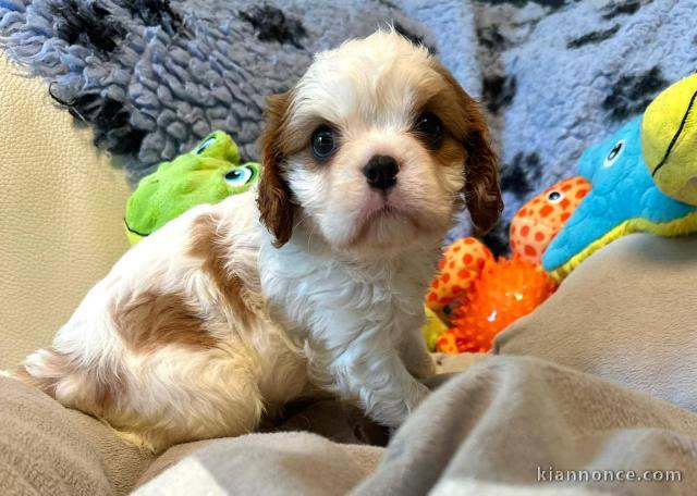 chiots cavalier king charle à adopter 